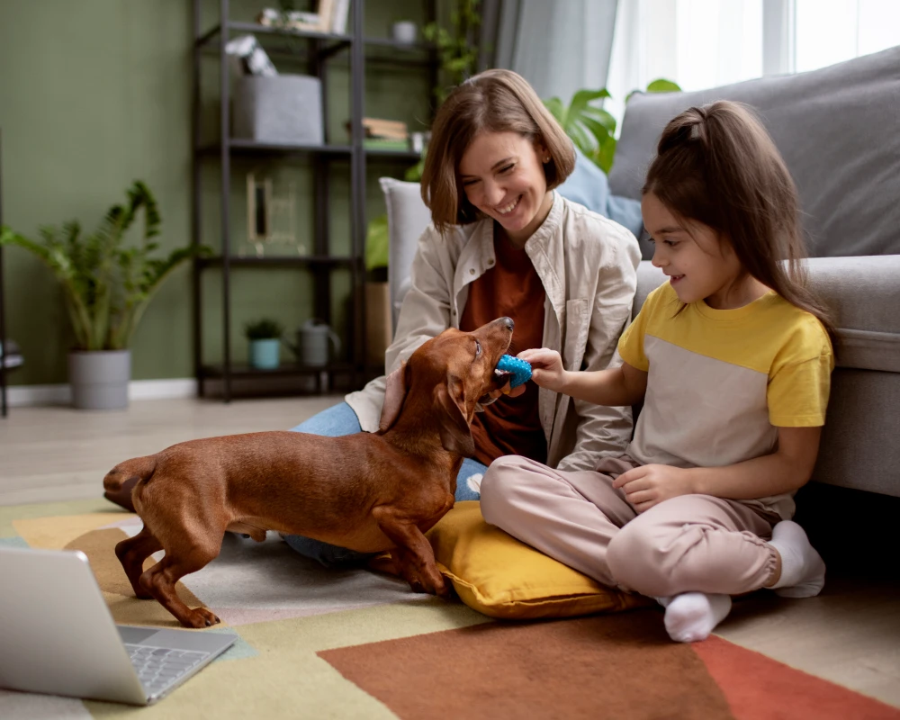 automatic pet feeder multiple cats
